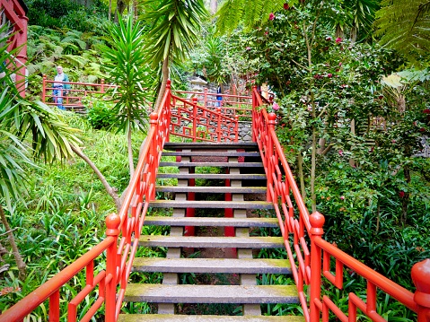 Red stairs in green forest