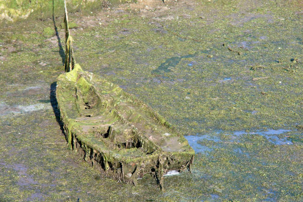 Green moss grows on the stones on the beach