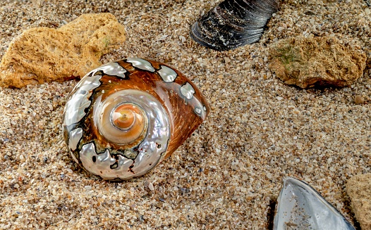Pearly snail sea shell of Turbo sarmaticus South African turban on the sand