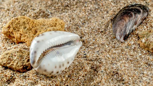 istock Tiger Cowrie Seashell on the sand 1984693425