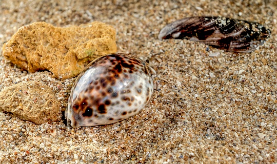Cypraea tigris or Tiger Cowrie Sea shell on the sand