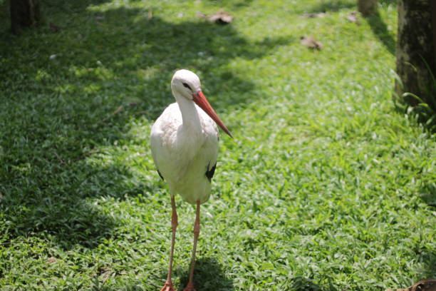 The Asian open bill stork is predominantly greyish (non-breeding season) or white (breeding season) with glossy black wings and tail that have a green or purple sheen.