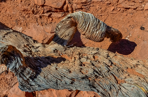 Dry tree against the background of an Eroded landscape, Arches National Park, Moab, Utah, USA