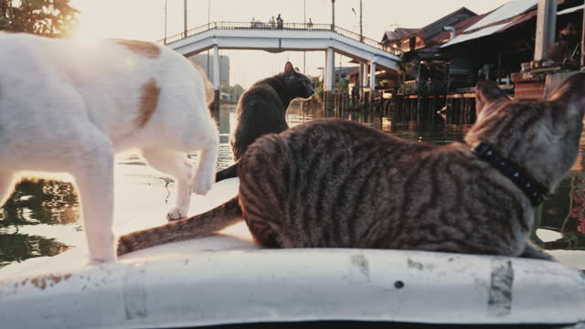 Close up of cats enjoy relaxing boat ride through canal