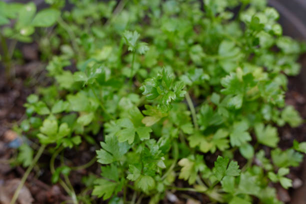 istock The green celery vegetables plants 1984720947