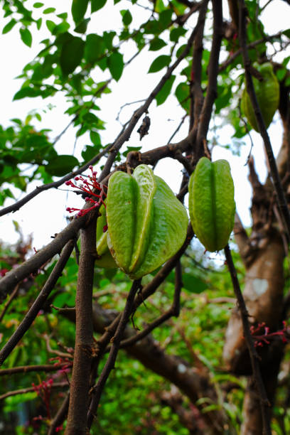 green star fruits