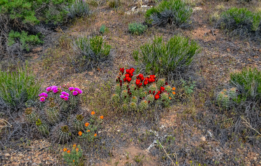 Pink flowers of Sclerocactus sp. Sclerocactus is the most common and widespread member of this genus, east Utah