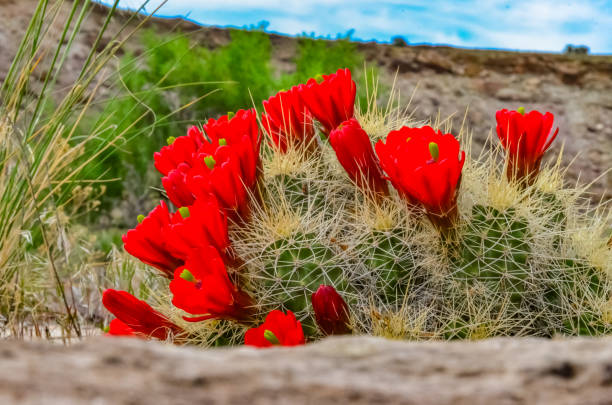 Flowering plants (Echinocereus sp.)Known commonly as the hedgehog cactus, east Utah