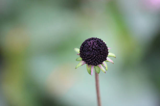 A naked coneflower