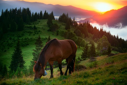 A horse grazes on a green meadow in the mountains at dawn. Magnificent view of the mountains in the dawn light and mist in the valley between the slopes of the green mountains and the rising sun.