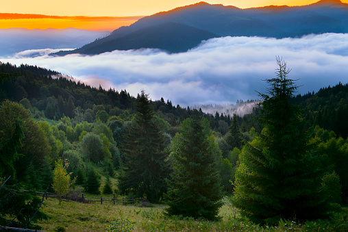 Incredibly beautiful sunrise in the mountains. Coniferous trees in the fog and Silhouettes of mountains in the dawn light and fog in the valley between the slopes of green mountains.