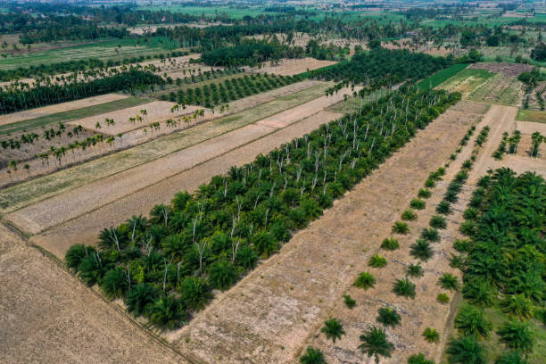 istock palm oil plantation 1984744852