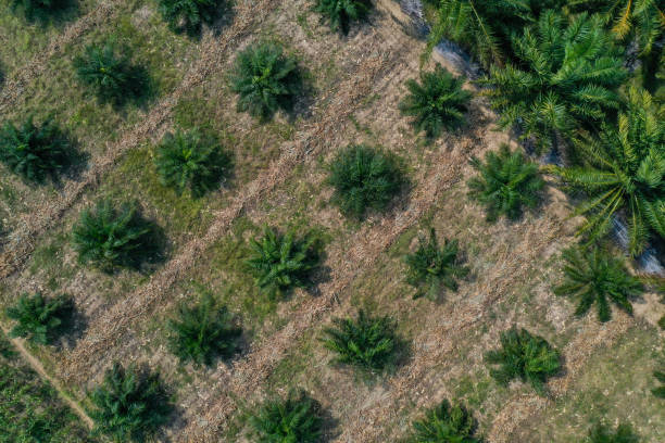 aerial view of oil palm plantations in the Aceh Tenggara region