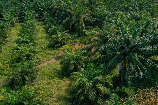 aerial view of oil palm plantations in the Aceh Tenggara region