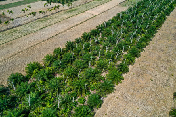 aerial view of oil palm plantations in the Aceh Tenggara region