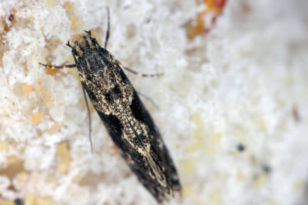 istock European grain worm or European grain moth (Nemapogon granella). 1984750593