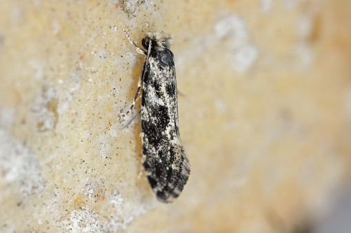European grain worm or European grain moth (Nemapogon granella). A moth on a bun in which caterpillars lived.
