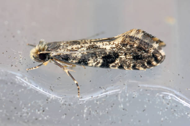 istock European grain worm or European grain moth (Nemapogon granella). 1984752183