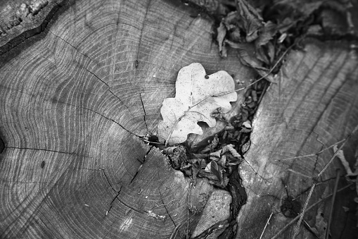 Withered oak leaf on a cut oak stump