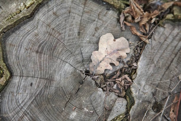 A close-up of an oak tree stump and a dry oak leaf on it, deforestation, ecology problems