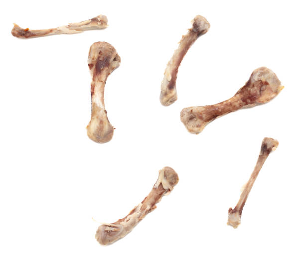 istock Chicken bone isolated on white background. Close-up 1984768985