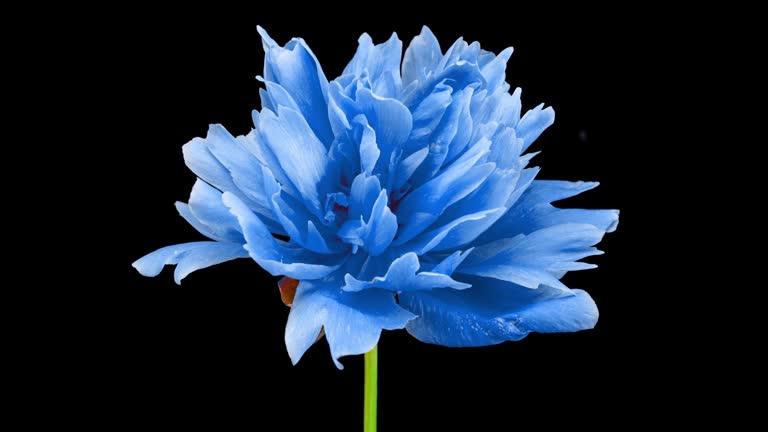 Beautiful blue Peony background. Blooming peony flower open, time lapse 4K UHD video timelapse. Easter, spring, Valentine's day, holidays concept