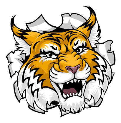 A wildcat or bobcat sports team cartoon animal mascot