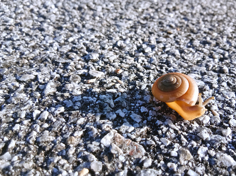 Small snail crossing the road, with the long trail of shadow from sunlight