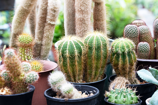 Parodia magnifica cactus and other types of cactus