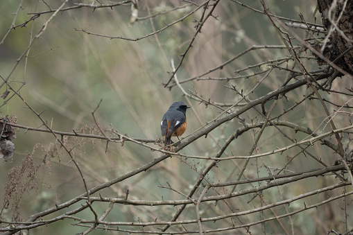 An environmental shot of a Hodgsons Redstart bird in the branches of a tree.