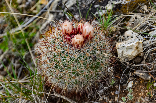 Euphorbiacea cactus in bloom at the coast at Anaga Mountains, in front view blooming cactus. Tenerife, Canary island