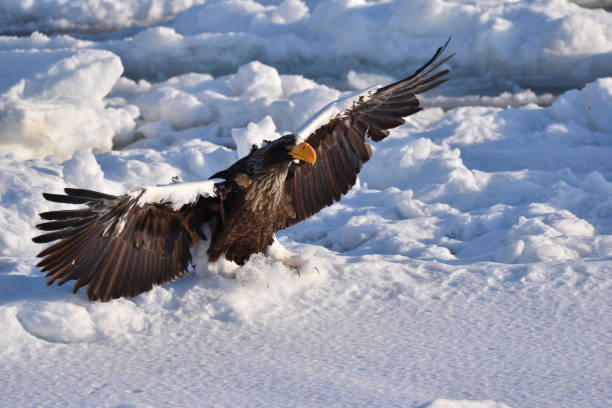 istock Bird watching with floating ices in winter 1984814094