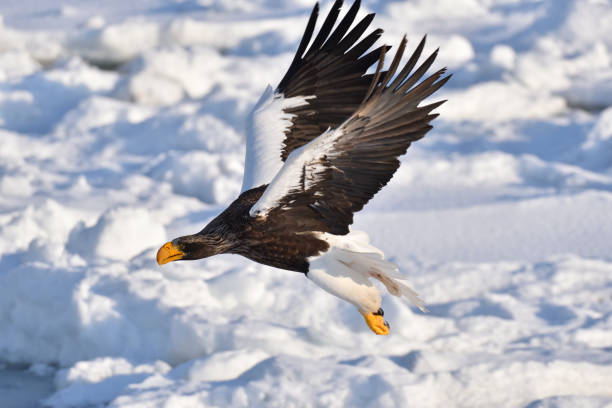 istock Bird watching with floating ices in winter 1984814200