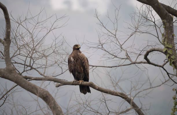 Steppe Eagle Perched on a Branch A Steppe Eagle Perched on a Branch in a tree against a cloudy sky. steppe eagle aquila nipalensis stock pictures, royalty-free photos & images