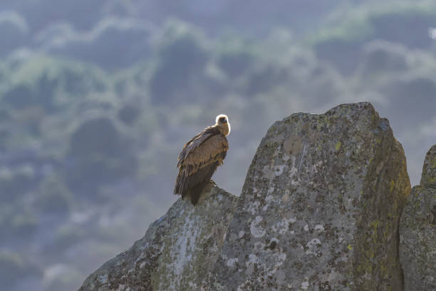 istock Vulture in the Guadarrama mountains 1984828296