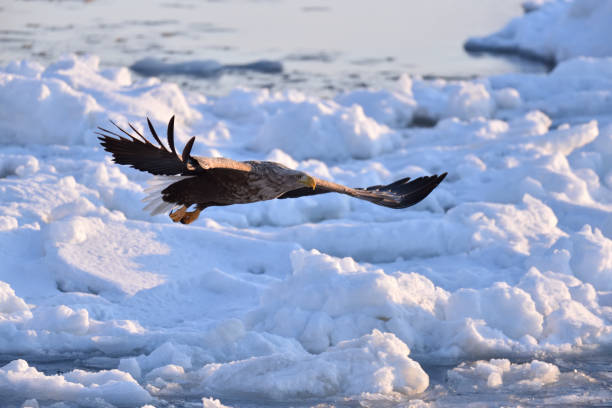 istock Bird watching with floating ices in winter 1984828318