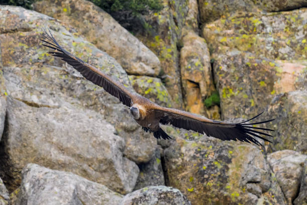 istock Vulture in the Guadarrama mountains 1984829900