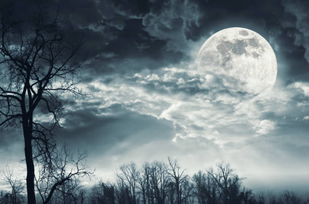 istock Scary dry trees and moon: horror background 1984830427