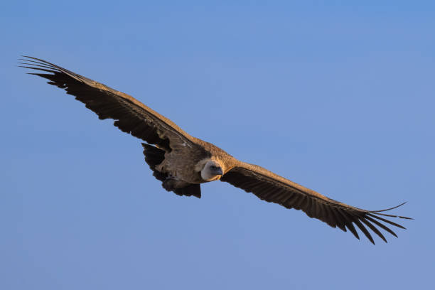 istock Vulture in the Guadarrama mountains 1984830431