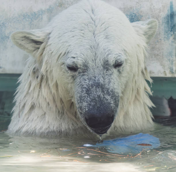 istock A polar bear swims in the pool 1984833541