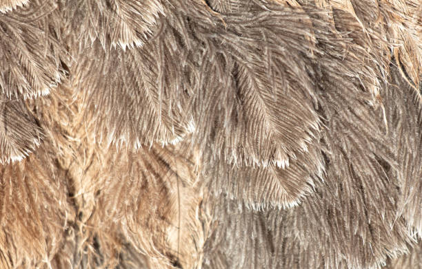 istock Gray feathers on an ostrich as an abstract background. Texture 1984834594