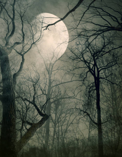 istock Scary dry trees and moon: horror background 1984842934