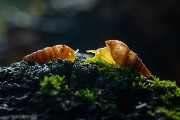 Spiked awlsnail allopeas clavulinum on mossy tree branch, with natural bokeh background and shallow depth of field