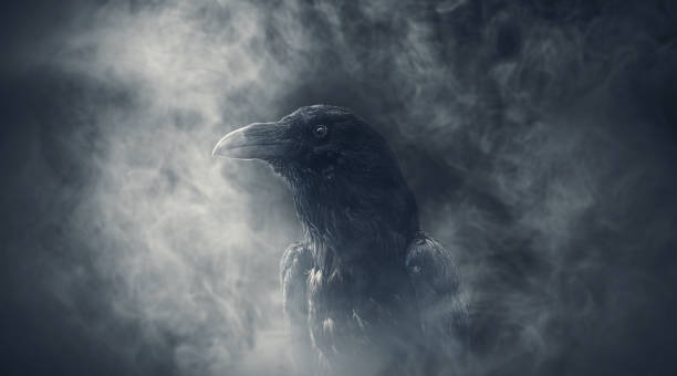istock Creepy black crow portrait close up 1984853463