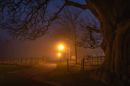 Footpath and gate illuminated by vintage street lamps and vanishing in thick fog at night. Silhouette of beech tree in Phoenix Park, Dublin, Ireland