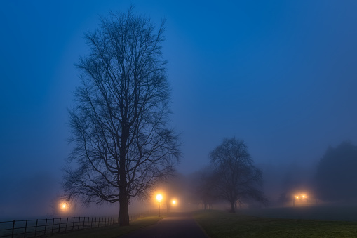 Silhouette of trees illuminated by vintage street lamps and footpath vanishing in thick fog at night. Moody Phoenix Park, Dublin, Ireland