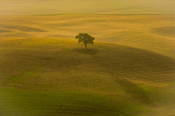 Single Tuscan tree in the middle of a golden field during a golden sunrise. Photo taken on 27h of October 2023 in Val dOrcia, near Poderino, Tuscany region, Italy.