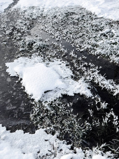 istock Grass covered with snowflakes on a pond close-up 1984886460
