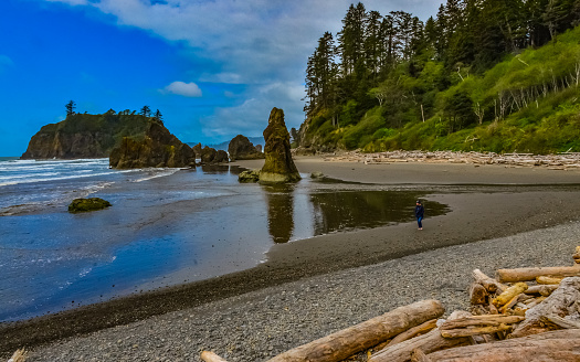 Trunks of fallen trees at low tide on the Pacific Ocean in Olympic, National Park, Washington, USA