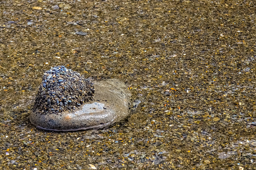 Round stone with sand on the shore in Olympic National Park, Washington, USA